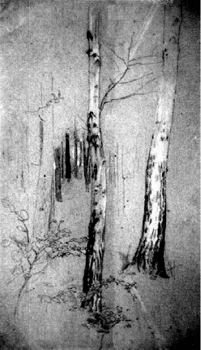 Etude de troncs d'arbres